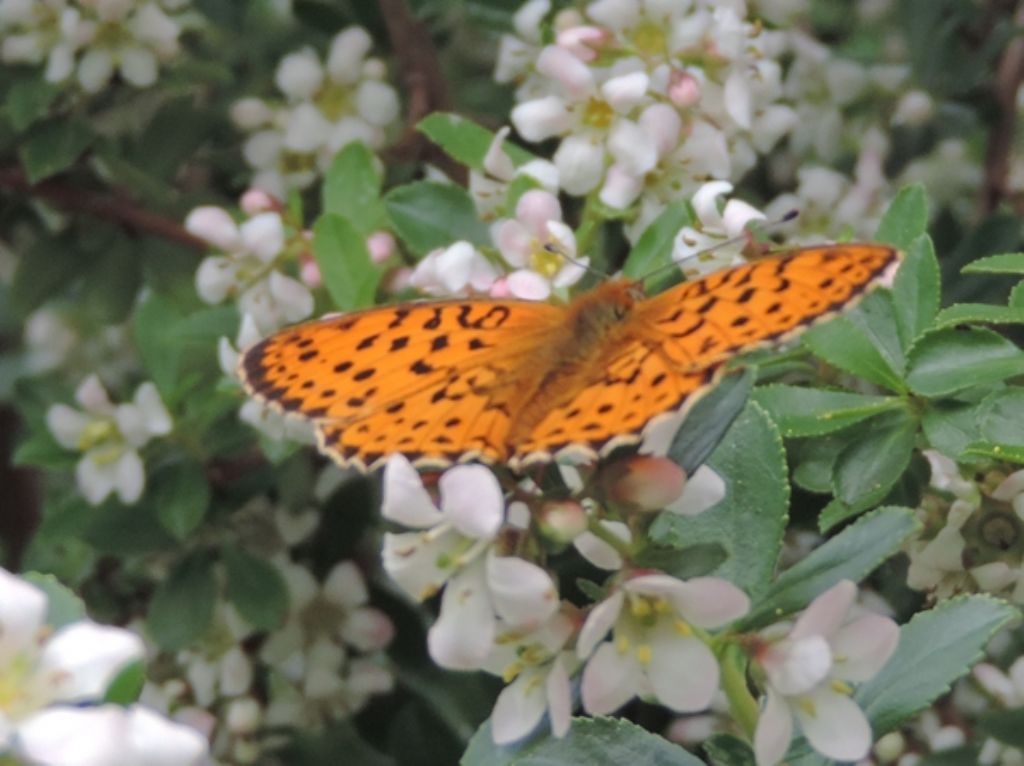 Farfalla da ident. - Melitaea athalia e Brenthis daphne